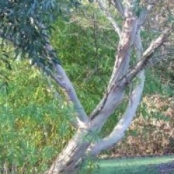 Eucalyptus coccifera 