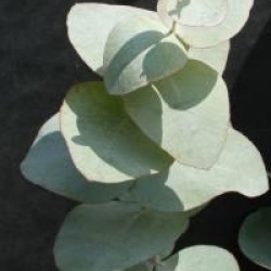 Eucalyptus coccifera 