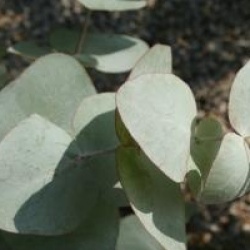 Eucalyptus coccifera 
