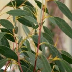 Eucalyptus coccifera 