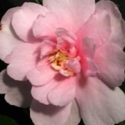 Camellia sasanqua 'Jean May'