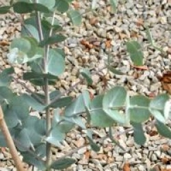 Eucalyptus glaucescens