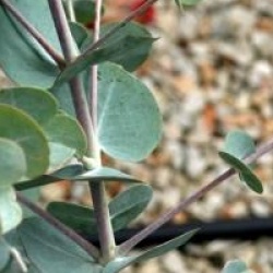 Eucalyptus glaucescens