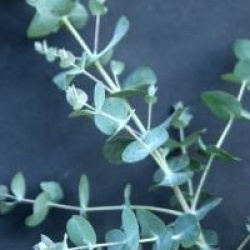 Eucalyptus glaucescens - Gommier Bleu