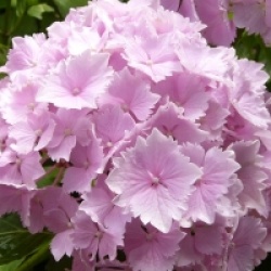 Hortensia Albrechtsburg