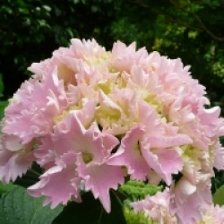 Hydrangea macrophylla 'Albrechtsburg'