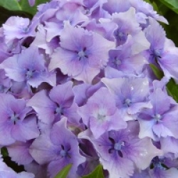 Hortensia Hugh's Love