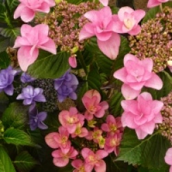 Hydrangea macrophylla 'Mikawa Yae'