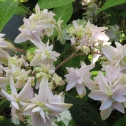 Hydrangea serrata 'Kocho no Mai' - Hortensia Kocho no Mai