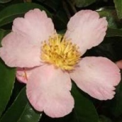 Camellia sasanqua 'Maiden's Blush'
