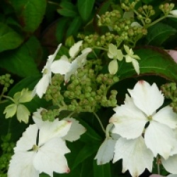 Hydrangea serrata 'Fuji-Nadeshiko' - Hortensia Fuji-Nadeshiko