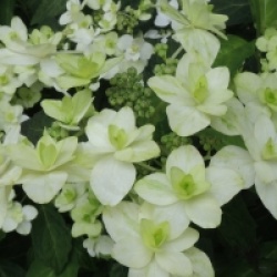 Hydrangea serrata 'Fujinotaki' - Hortensia Fujinotaki