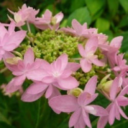 Hydrangea serrata 'Ishizuchi-no-Hikari'
