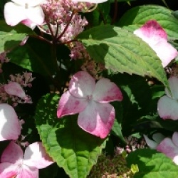 Hydrangea serrata 'Taren Benigaku'
