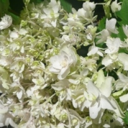 Hydrangea involucrata 'Mihara Kokonoe Yama' - Hortensia Mihara Kokonoe Yama