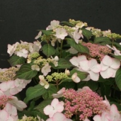 Hydrangea macrophylla Dolce � Kiss 'Dolkis' cov 