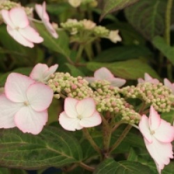 Hydrangea macrophylla Dolce � Kiss 'Dolkis' cov 