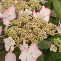 Hydrangea macrophylla Dolce � Kiss 'Dolkis' cov 