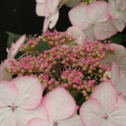 Hydrangea macrophylla Dolce � Kiss 'Dolkis' cov 