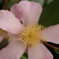 Camellia sasanqua 'Maiden's Blush'