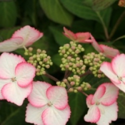 Hydrangea macrophylla Dolce � Kiss 'Dolkis' cov 