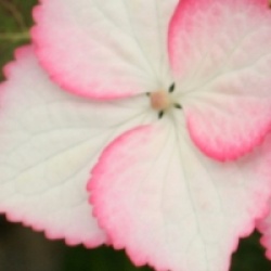Hydrangea macrophylla Dolce � Kiss 'Dolkis' cov 