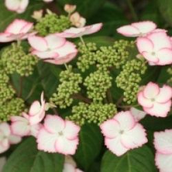 Hydrangea macrophylla Dolce � Kiss 'Dolkis' cov 