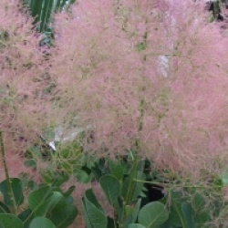 Cotinus coggygria 'Young Lady' cov - Arbre � perruques Young Lady