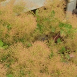 Cotinus coggygria 'Young Lady' cov