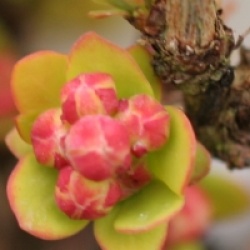 Berberis thunbergii 'Tiny Gold'
