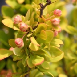 Berberis thunbergii 'Tiny Gold'