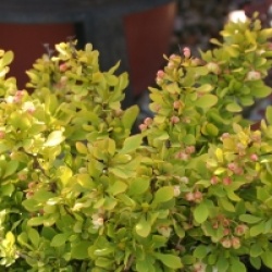 Berberis thunbergii 'Tiny Gold'