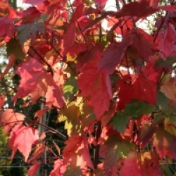 Acer rubrum 'Fairview Flame'