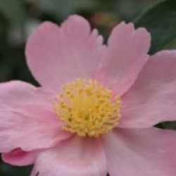 Cam�lia d'automne Maiden's Blush