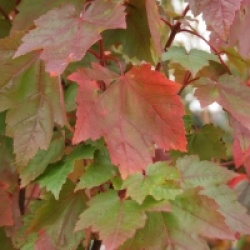 Acer rubrum 'Fairview Flame'