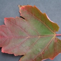 Acer rubrum 'Fairview Flame'