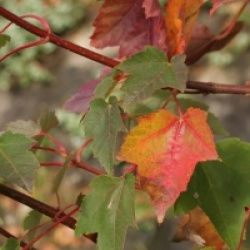 Acer rubrum 'Fairview Flame'