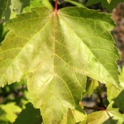Acer rubrum 'Fairview Flame'