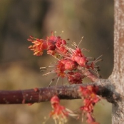 Acer rubrum 'Fairview Flame'