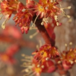 Acer rubrum 'Fairview Flame'