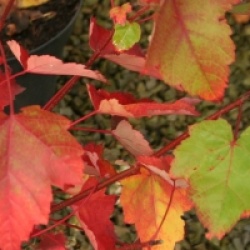 Acer rubrum 'Fairview Flame'