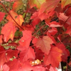 Acer rubrum 'Fairview Flame'