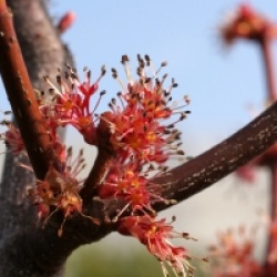 Acer rubrum 'Fairview Flame'