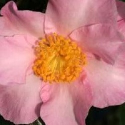 Camellia sasanqua 'Misty Moon'