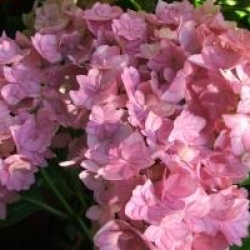 Hydrangea macrophylla You And Me � Forever
