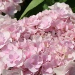 Hydrangea macrophylla You And Me � Forever