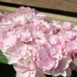Hydrangea macrophylla You And Me � Forever - Hortensia Forever