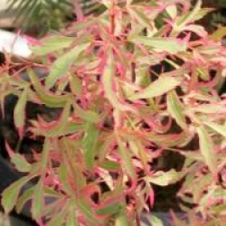 Acer palmatum 'Marlot'