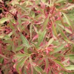 Acer palmatum 'Marlot'