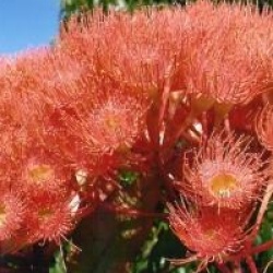 Eucalyptus ficifolia
